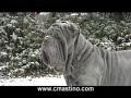 Cinciripini Capo Neapolitan Mastiff
