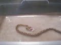 Corn Snake Link Eating 3-25-06