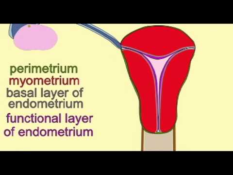 endometrium - MENSTRUAL CYCLE: CHANGES IN THE ENDOMETRIUM.