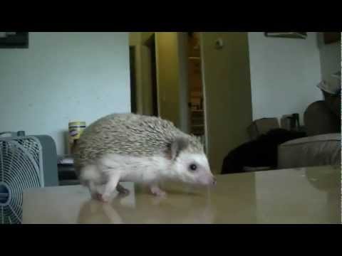 how to care for a hedgehog