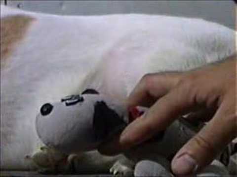 Puppy Star Trek: Episode 13 - ...