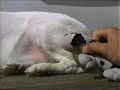 Puppy Star Trek: Episode 13 - Denizen of the Dog Star Puppy Star Trek: Episode 13 - Denizen of the Dog Star