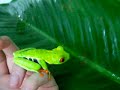 Red Eyed Tree Frog - SO CUTE!