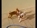 Cachorros de caza (fnideq)