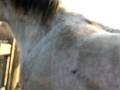 videos de rapiocas libre au saut