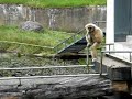 Borås Djupark 2008 Monkey Borås Djupark 2008 Monkey