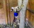 Bali-Climbs-a-Tree!