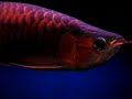 Super Red Asian Arowana Scleropages formosus Super Red Asian Arowana Scleropages formosus
