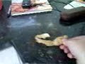 Cat eating potato skins!