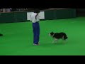 Crufts 2007 - Linda and Snap