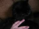 Persephone Hurt me!! Persephone Hurt me!!