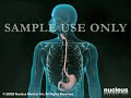 3D-Medical-Animation