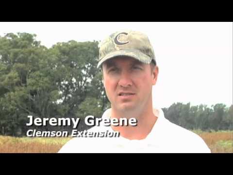 how to control kudzu bugs