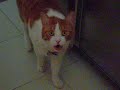 Pavlas meow