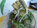 Bonsai sobre piedra