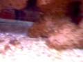 aquario marinho c/ aranha zooantus ,aranha zebra ,nemo , turbo snail mini paguro 