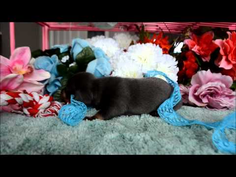 Maverick AKC Blue Tan Male Miniature Dachshund Puppy for sale