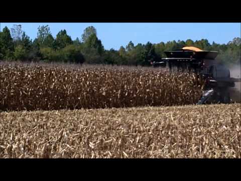 how to harvest field corn