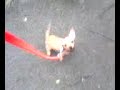 Walking Day