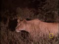 Porcupine vs. Lion