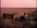 Porcupine vs. Lion