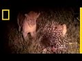 Porcupine vs. Lion