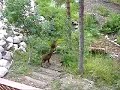 baby-twin-moose-with-mother-at-my-house.html