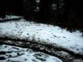 big foot in Poland !!!!