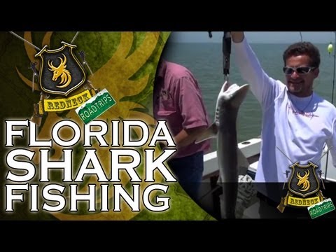 Florida Shark Fishing