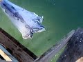 Catching bait, Capitola CA
