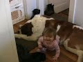 Kaisla trying to ride Otava.