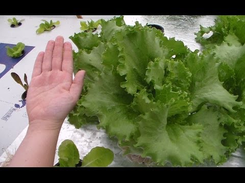 how to fertilize lettuce organically