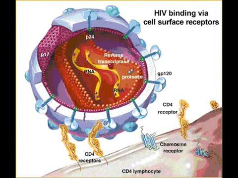 how to isolate yersinia enterocolitica
