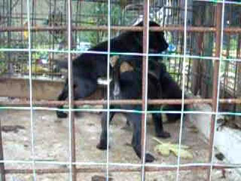 bul terrier