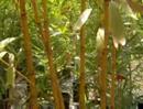 Growing Bamboo