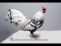 Nederlandse Pluimveerassen Poultry Races Nederlandse Pluimveerassen Poultry Races