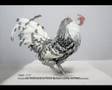 Nederlandse Pluimveerassen Poultry Races