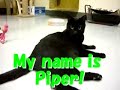 Piper the cat from AAWL!