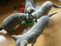 Kittens of Vladimir Levka and Floor
