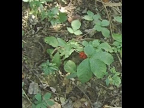 how to grow ginseng in wv