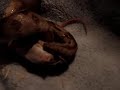 Red Tail Boa Feeding #3