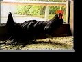 Japanese Poultry Show - Part 3
