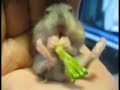 Baby Hampster