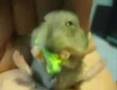 Baby Hampster