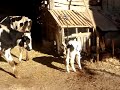 k���k buza?? calf korkuteli