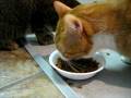 Cassavetes Eating #2
