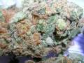 The Most Amazing Marijuana Buds