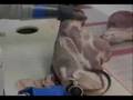 Trimmer-fesse-de-por