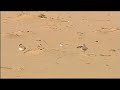 Hooded Plover have 3 new chicks
