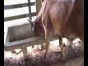 Pedro Nunes, meu genro, andando a cavalo